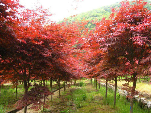紅楓春夏季植樹的最佳時(shí)期