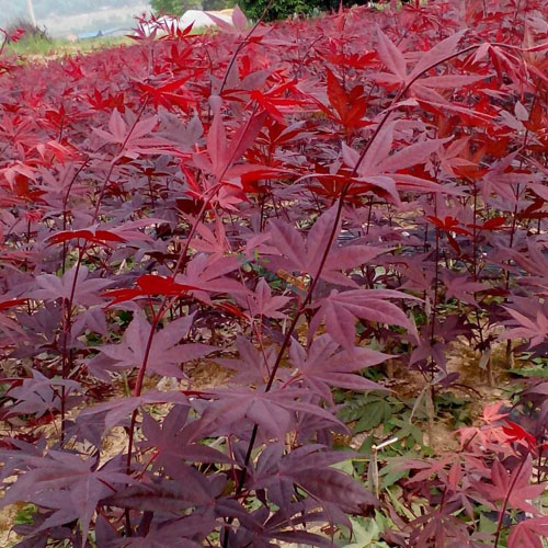 紅楓春夏季植樹的最佳時(shí)期