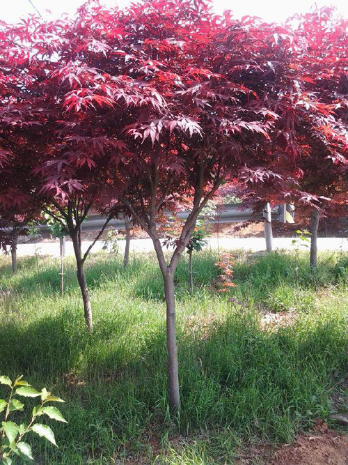 紅楓育苗有利于保持發(fā)芽力