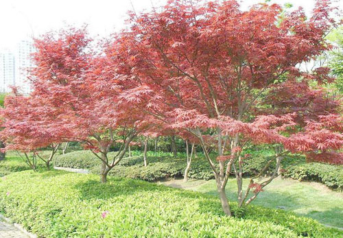 紅楓育苗有利于保持發(fā)芽力