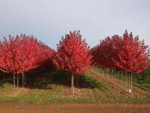 紅楓土滲到根系踏實要順行向澆水