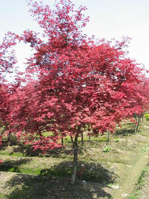 紅楓土滲到根系踏實要順行向澆水