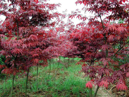 紅楓科學(xué)施肥控水管理改良土壤