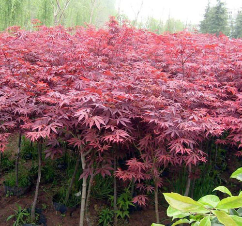 紅楓培育大苗移植技術(shù)生長速度