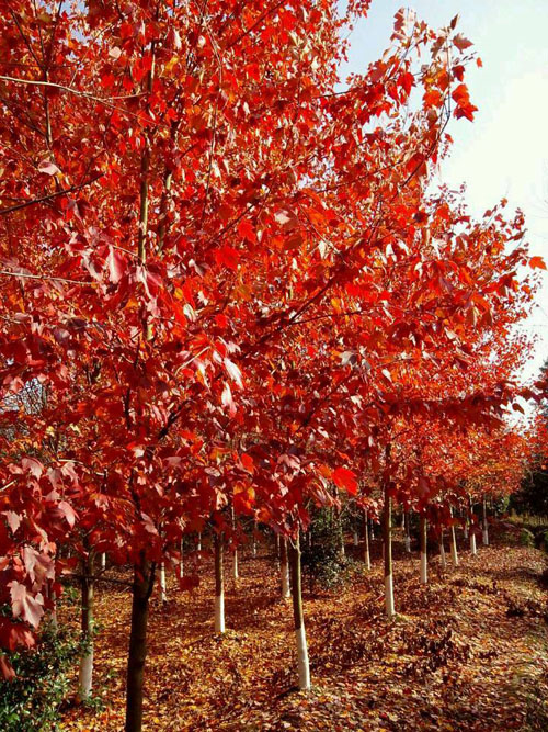 紅楓提高空氣濕度可保持葉色濃綠