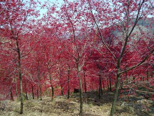 紅楓獨(dú)具的形態(tài)色彩風(fēng)韻芳香等美的特色