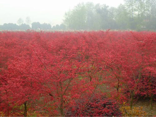 紅楓植株繁殖待根系逐漸完整
