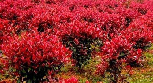 紅楓植株繁殖待根系逐漸完整
