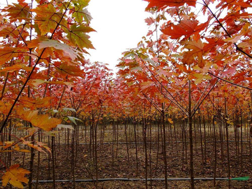 紅楓育苗播種則發(fā)芽早