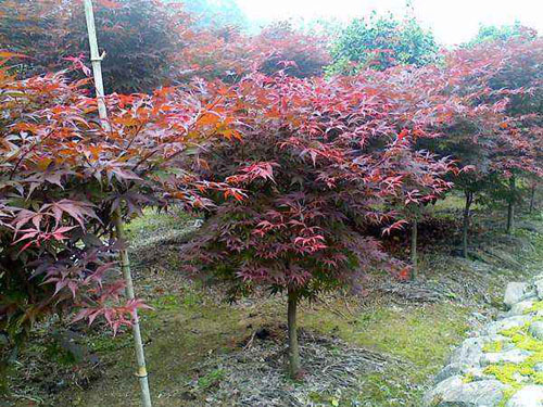 紅楓苗圃種植地的選擇及養(yǎng)護(hù)管理措施
