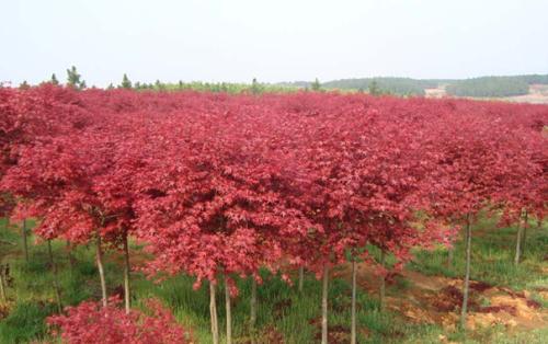 紅楓苗圃種植地的選擇及養(yǎng)護(hù)管理措施