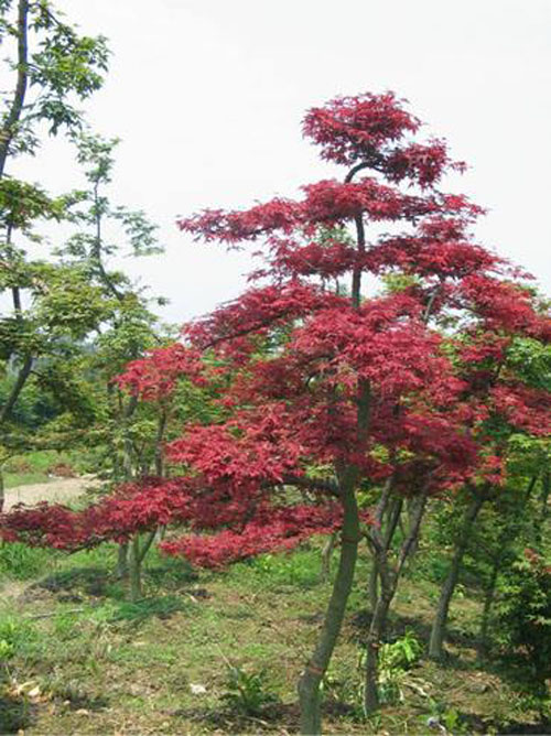美國紅楓樹冠渾圓樹姿優(yōu)美葉莖觀賞價值