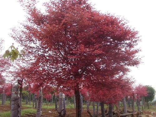 美國紅楓樹冠渾圓樹姿優(yōu)美葉莖觀賞價值