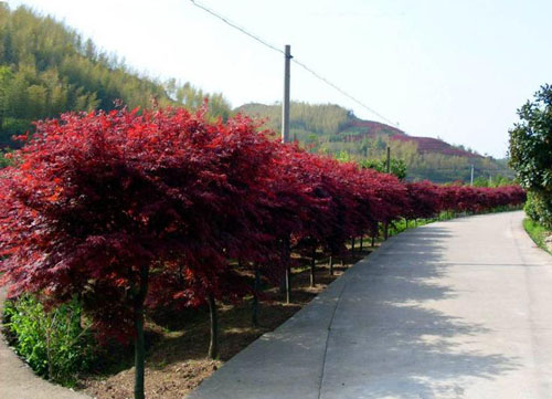 美國(guó)紅楓苗圃常綠喬木的特點(diǎn)
