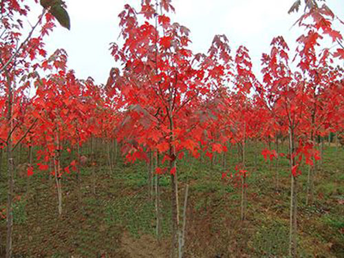 美國紅楓通透樹冠增強(qiáng)樹體的抗風(fēng)能力