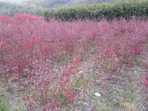 美國(guó)紅楓風(fēng)景樹木的美化功能