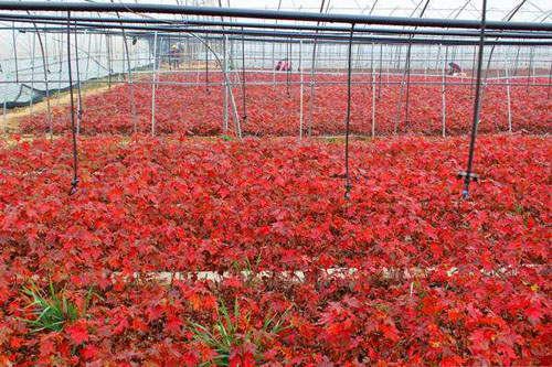 美國(guó)紅楓育苗有十分重要的意義