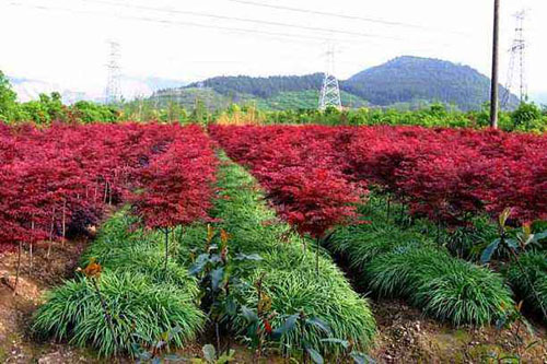 美國(guó)紅楓育苗有十分重要的意義