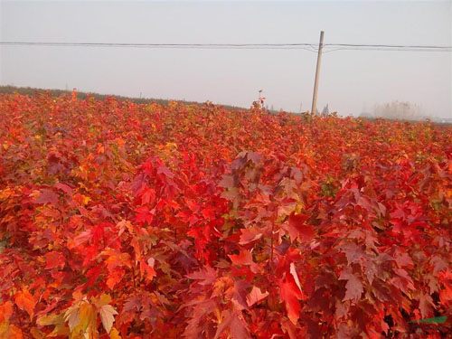 美國紅楓苗木栽植和養(yǎng)護技術(shù)