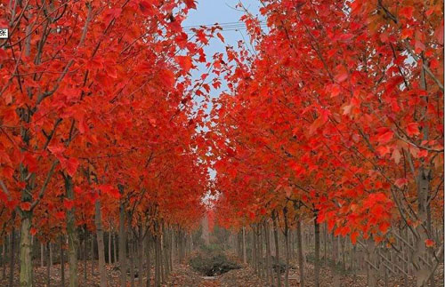 美國紅楓苗木栽植和養(yǎng)護技術(shù)