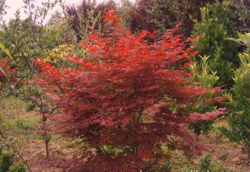 美國紅楓植物大苗培育技術(shù)
